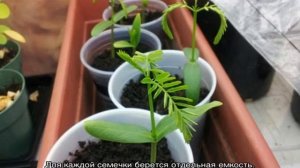 Жакаранда фиалковое дерево —характеристики растения