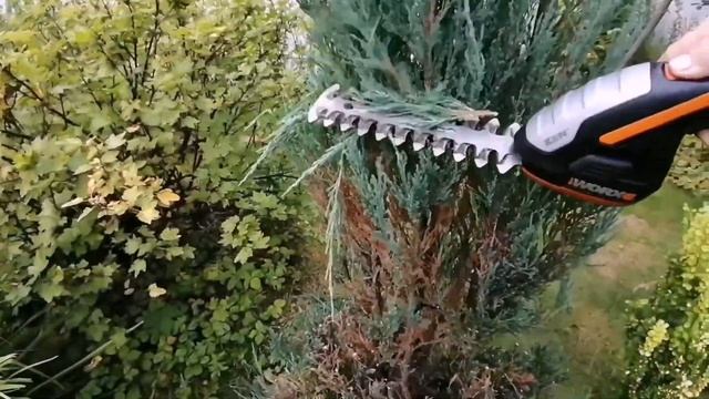 Скальный можжевельник Блю Эрроу. Топиар стрижка.Мой первый опыт. ?? смотреть онлайн