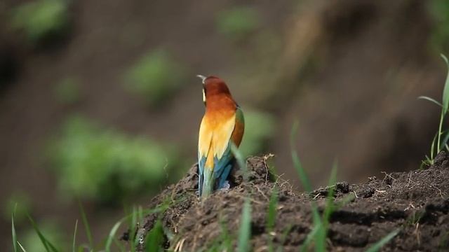 Щурка золотистая - European bee-eater смотреть онлайн