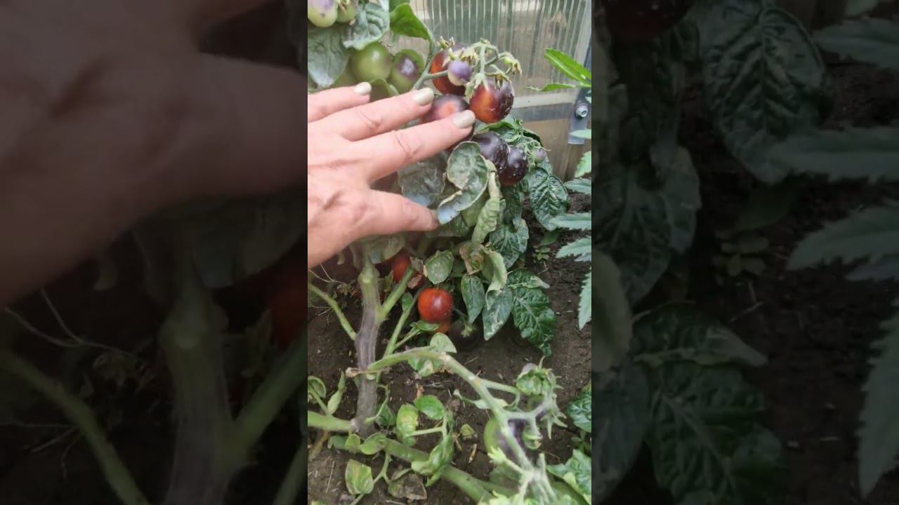 mini томат maximum ягод смотреть онлайн