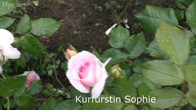 Сочетание сортов роз в розарии. смотреть онлайн