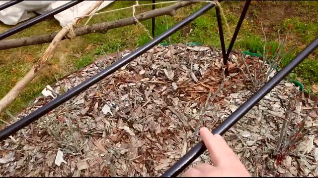 Розы после зимы, часть 2: ужасно переломаны мои плетистые одногодки | металлические конструкции смотреть онлайн