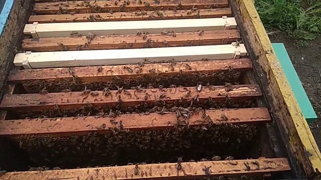 Тихая смена матки у пчел. Как это бывает и почему... смотреть онлайн