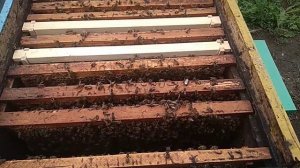 Тихая смена матки у пчел. Как это бывает и почему...