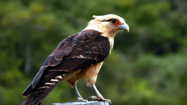 gavilan ataca aguila y............... смотреть онлайн