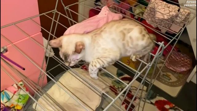 Бенгальские котята скучать не дают (Снежные Бенгалы) || Snow Bengal Cat