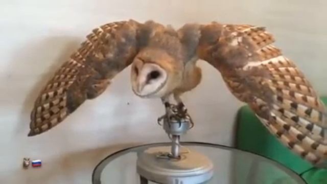 Амбарная сова(сипуха) Сипа /Barn owl смотреть онлайн