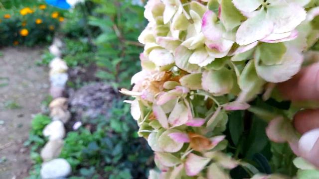 Гортензии в Подмосковье часть 2 смотреть онлайн