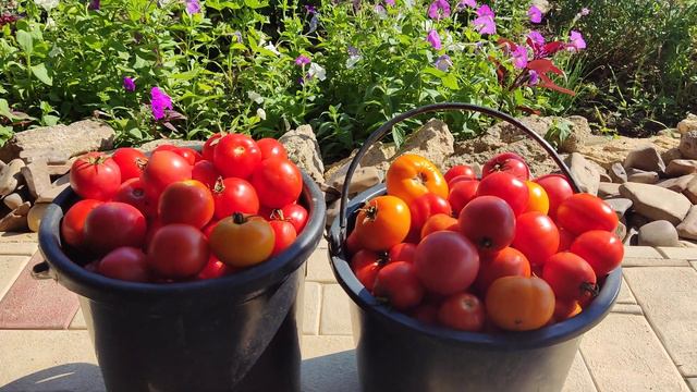 Хвастаюсь урожаем помидор. Жизнь в деревне у моря, 28 июля смотреть онлайн