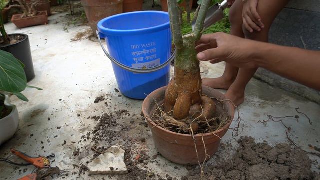 How To Make Adenium Bonsai | Adenium Bonsai For Beginners | Adenium Bonsai