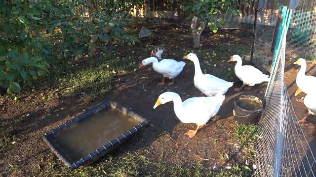 Наконец то он пришел😍 Накормила птицу 🦢🐔Ровняем стену 💪Спрятали проводку👍Дом на Кубани🏡 смотреть онлайн