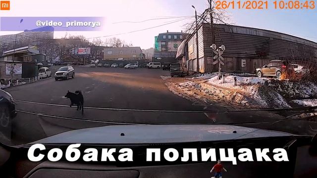 Владивосток сегодня. В мире животных. Собака полицака. смотреть онлайн