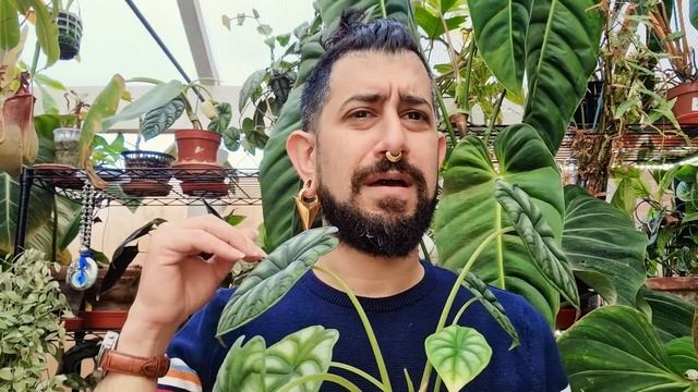 Alocasia Dragon Scale 3-Yr Review | Green & Silver | Are they Easy to Grow? смотреть онлайн