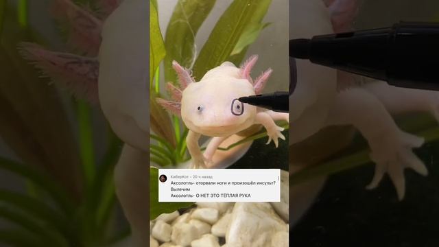 Так оно и есть ? согласны? #axolotl #аксолотль смотреть онлайн