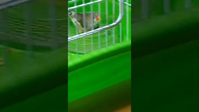 Как купаются зебровые амадины🕊