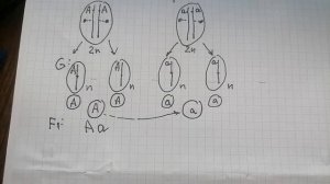 Решение задач по генетике: 1 и 2 законы Менделя