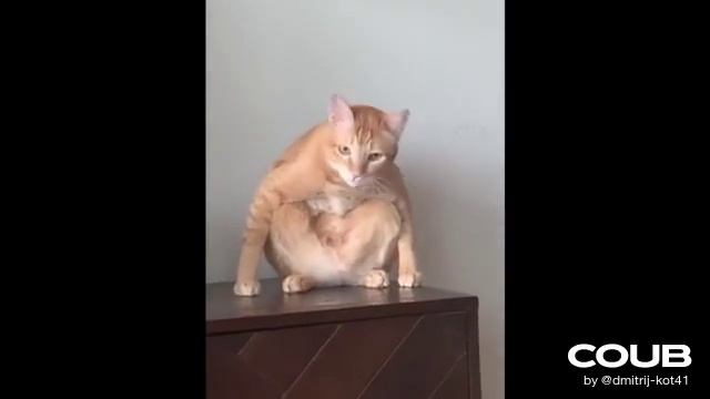 кот гопник смотреть онлайн