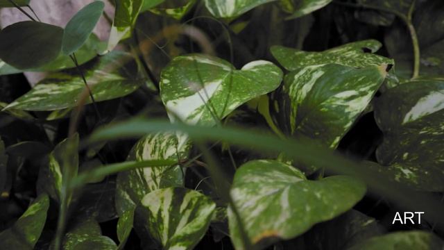 Canon M200 Video Test Stock 15-45mm | Auto Focus Test | Canon EOS M200 / M50 Mirrorless Camera