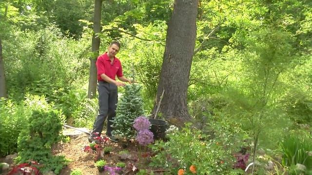 Summer Planting! New Plants & Flowers! Bearded dianthus & Flower Carpet Rose 'Amber' смотреть онлайн