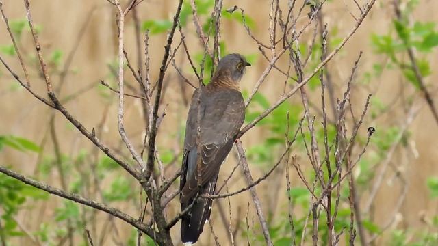 621. Kukačka obecná, Common cuckoo, Kuckuck, Обыкновенная кукушка, Kukułka zwyczajna смотреть онлайн