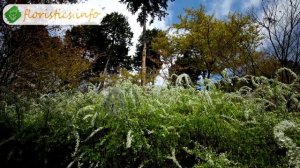 ? Посадка спиреи весной и осенью в саду – как и когда сажать спирею