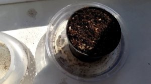 Венерина Мухоловка. Дионея .Размножение черенками.