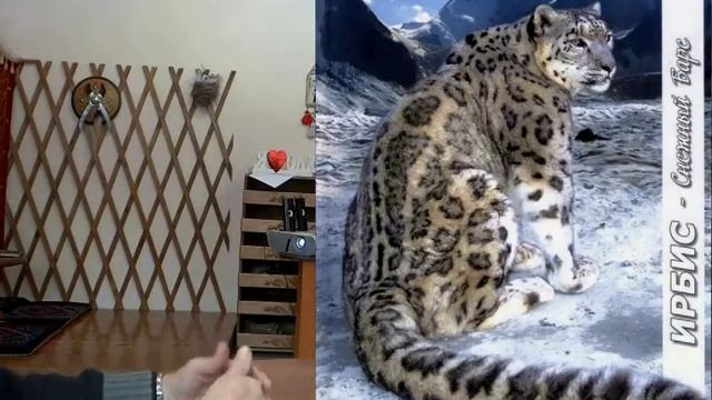 Книга "Ирбис-снежный барс" смотреть онлайн