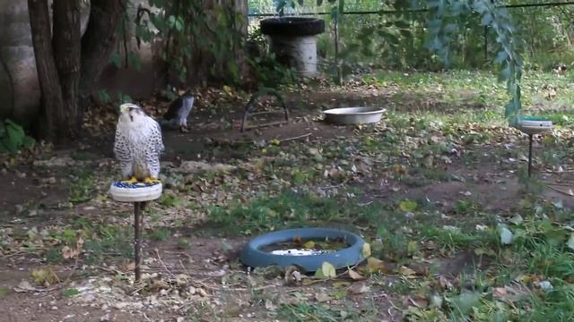 В питомнике хищных птиц заповедника «Галичья гора» смотреть онлайн