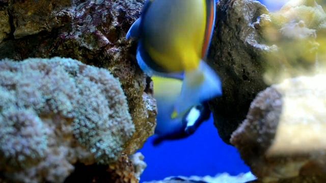 RELAX MUSIC Красота подводного мира смотреть онлайн