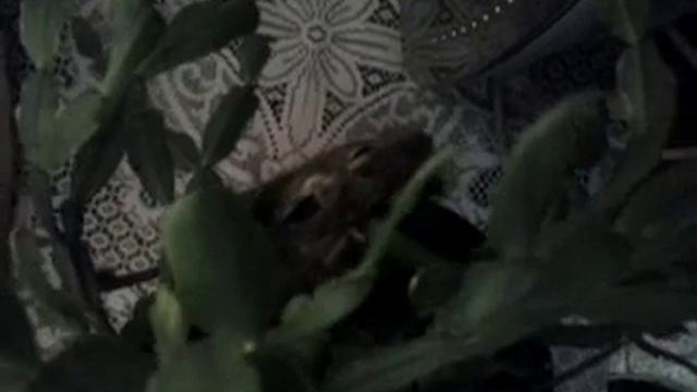 Білка дегу. Чілійська білка