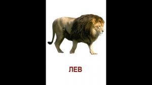 Карточки Домана "Дикие животные"