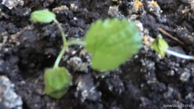 Рудбекия и Мальвы из тепличек: что получилось смотреть онлайн