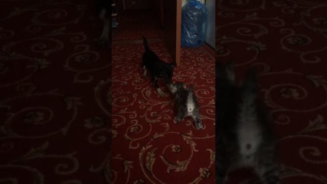 Первая встреча))) той фокс терьер и скотиш страйт смотреть онлайн