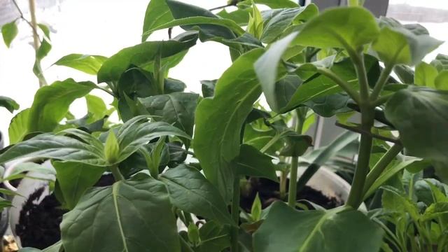 Георгины ?георгины патио (карликовые ). Формировка . Нужно ли стричь  георгины ?