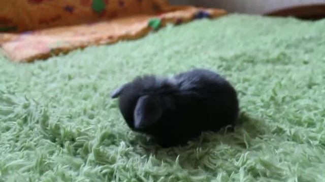 Pygmy rabbits* Декоративные кролики* 兔子 смотреть онлайн