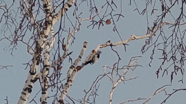 Большой пёстрый Дятел зимой забот полон рот Сев. Казахстан // great spotted Woodpecker Kazakhstan смотреть онлайн