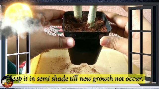 How To Grow Adenium From Cuttings || Desert Rose From Cuttings || Adenium Propagation смотреть онлайн