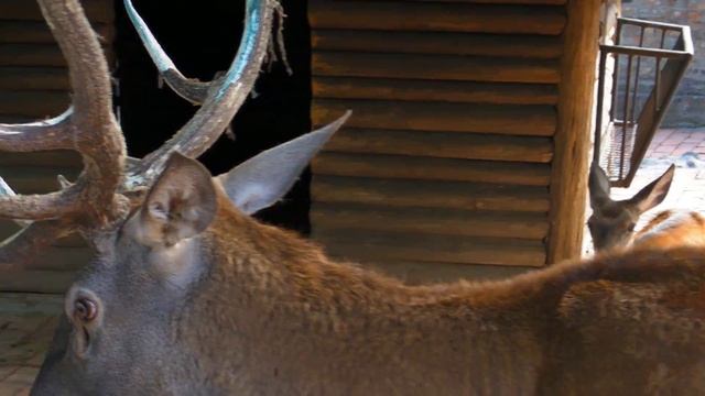 Red deer - Cervus elaphus - Rika evropskog jelena смотреть онлайн