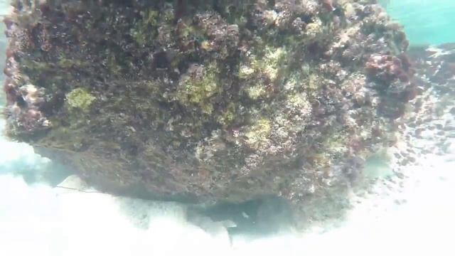 Snorkeling on Key West and Miami Beach или с "Фри" дайвинг в Майами смотреть онлайн