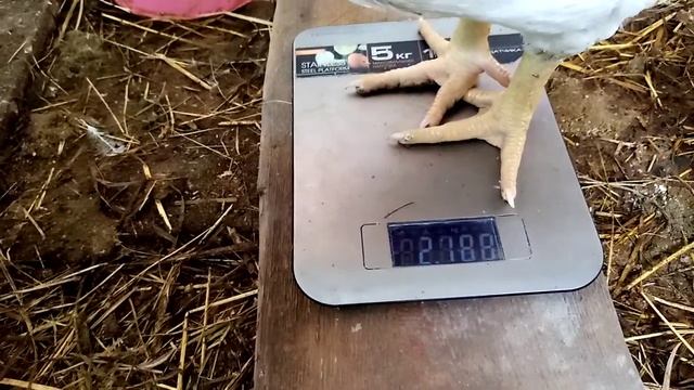 Скорость роста бройлеров росс 308. Взвешивание 1 месяц. смотреть онлайн
