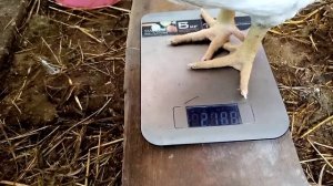 Скорость роста бройлеров росс 308. Взвешивание 1 месяц.