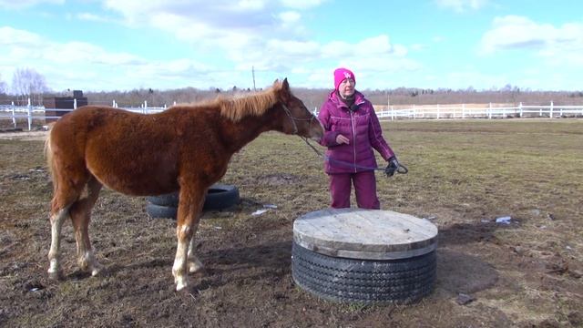 Лошадь на "тумбе". Как научить и зачем. Клёвый конь. смотреть онлайн