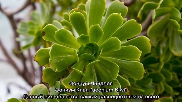 Эониум древовидный — как ухаживать за цветком смотреть онлайн