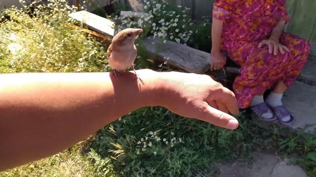 Как поймать воробья смотреть онлайн