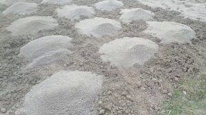 Богатый урожай!!! Как улучшить плодородие тяжелой глинистой почвы Вносим песок и удобрение в землю