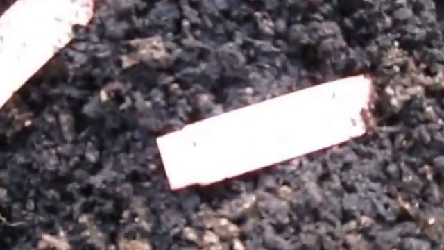 Bleuwood Nursery Video-3-22-2013-1-SPRING смотреть онлайн