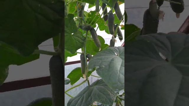 огурец мирабелл смотреть онлайн