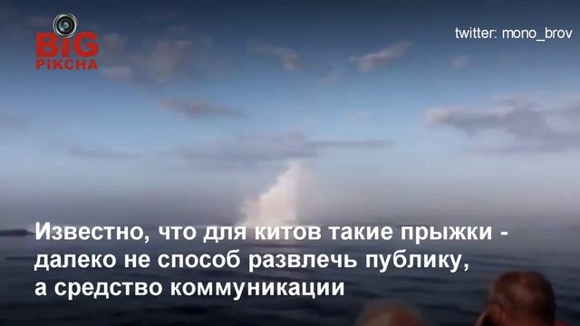 Киты выпрыгивают из воды перед туристами в Канаде смотреть онлайн