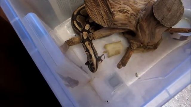 Питон нападает на крысу смотреть онлайн