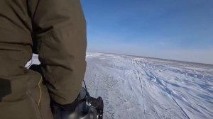 охота на волков .ВОЛКИ РАЗОРВАЛИ САЙГАКА! WOLFSJAGD!